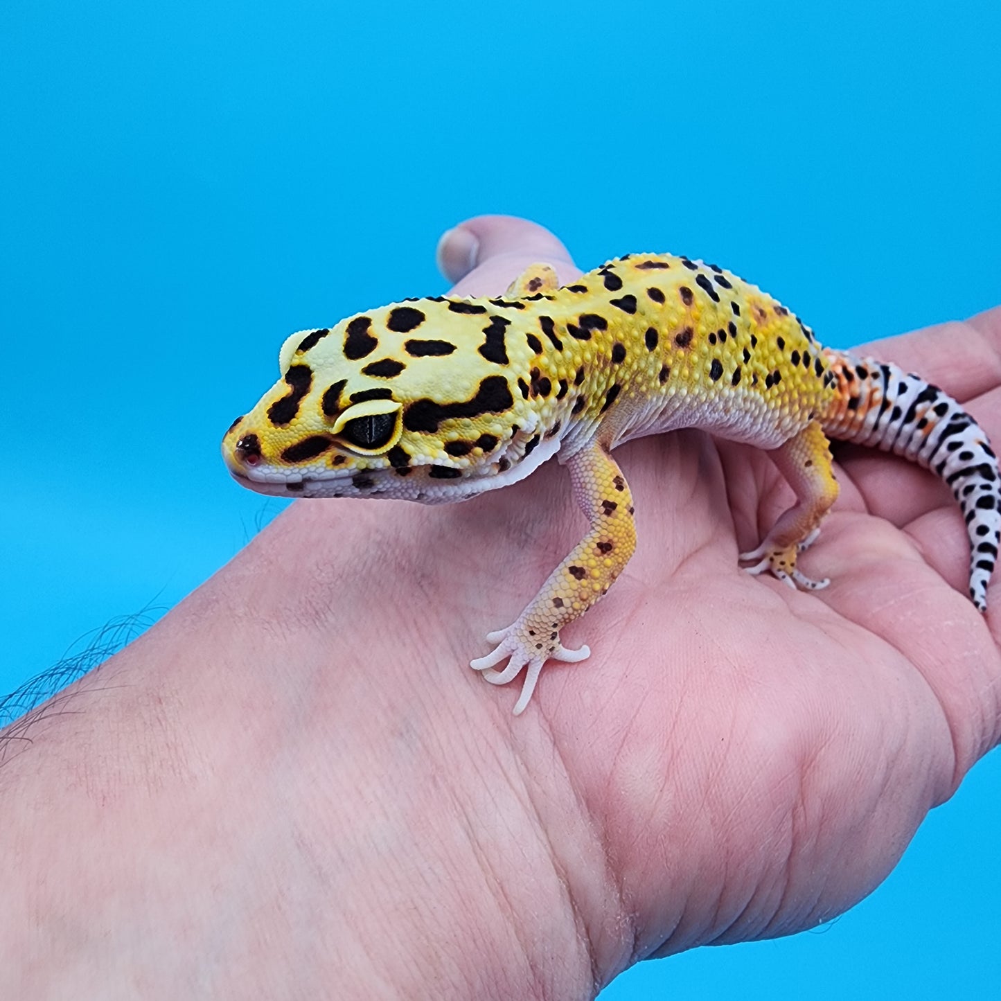 Female Hyper Xanthic Fire Bold Cross 100% Het Tremper Albino