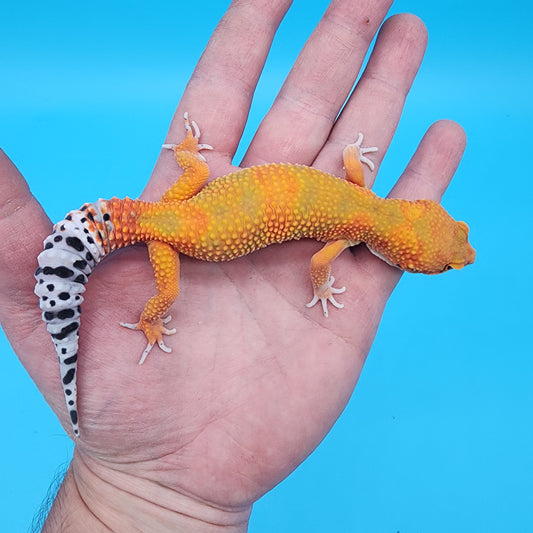 Female Mandarin Bold 100% Het Tremper Albino