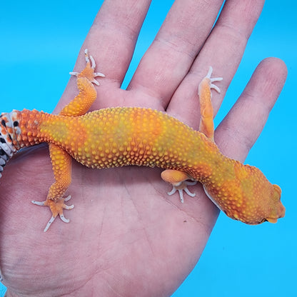 Female Mandarin Bold 100% Het Tremper Albino