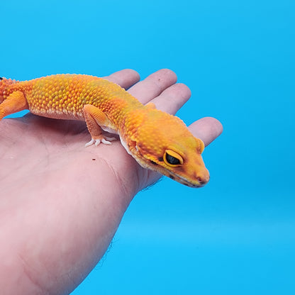 Female Mandarin Bold 100% Het Tremper Albino