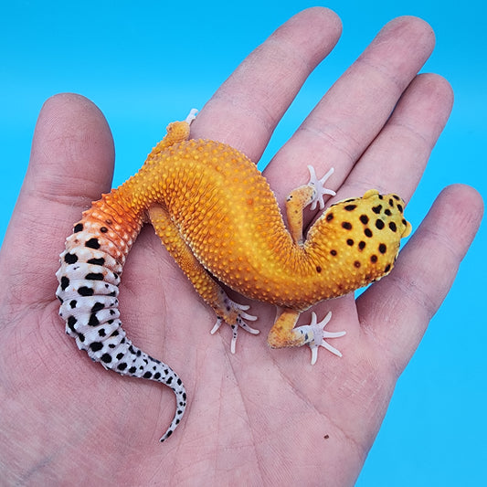 Female Mandarin Inferno Bold Eclipse 100% Het Tremper Albino