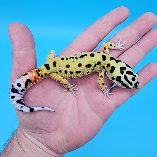 Male Tri-Color Hyper Xanthic Fire Bold Bandit 100% Het Tremper Albino