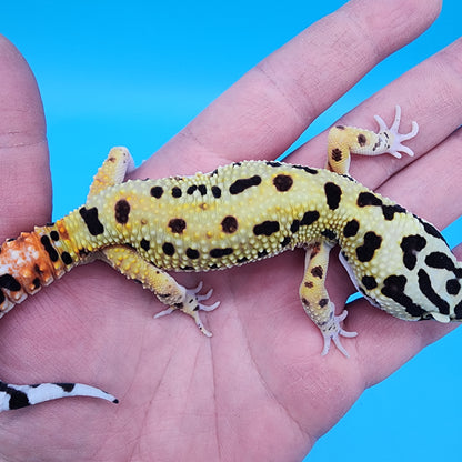 Male Tri-Color Hyper Xanthic Fire Bold Bandit 100% Het Tremper Albino
