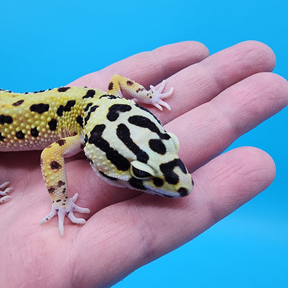 Male Tri-Color Hyper Xanthic Fire Bold Bandit 100% Het Tremper Albino