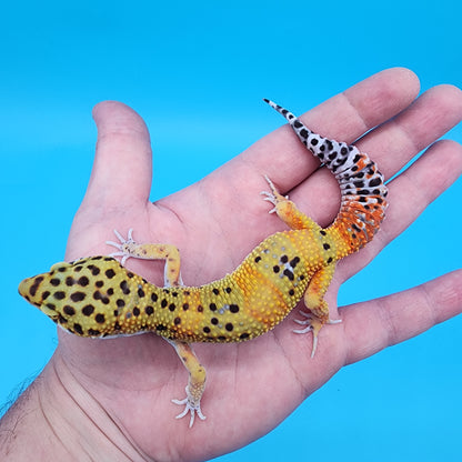 Male Super Giant Blood Emerine