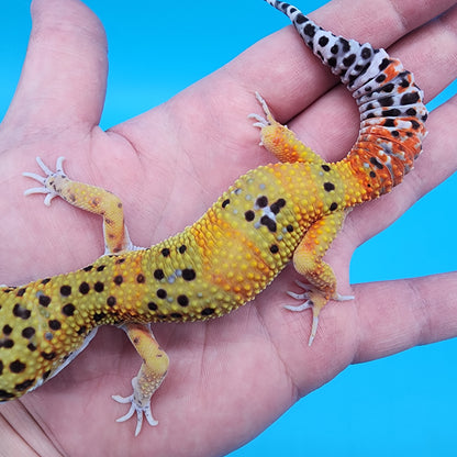 Male Super Giant Blood Emerine