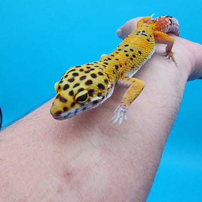 Male Super Giant Blood Emerine