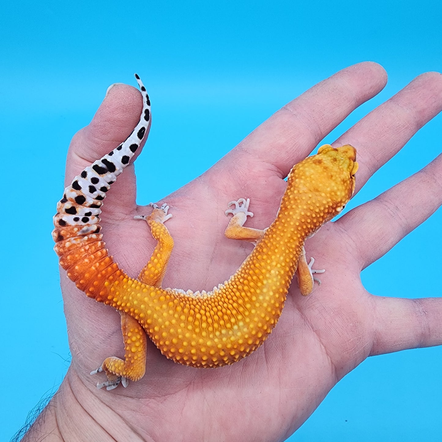 Female Red Diamond Mandarin Inferno Super Hypo