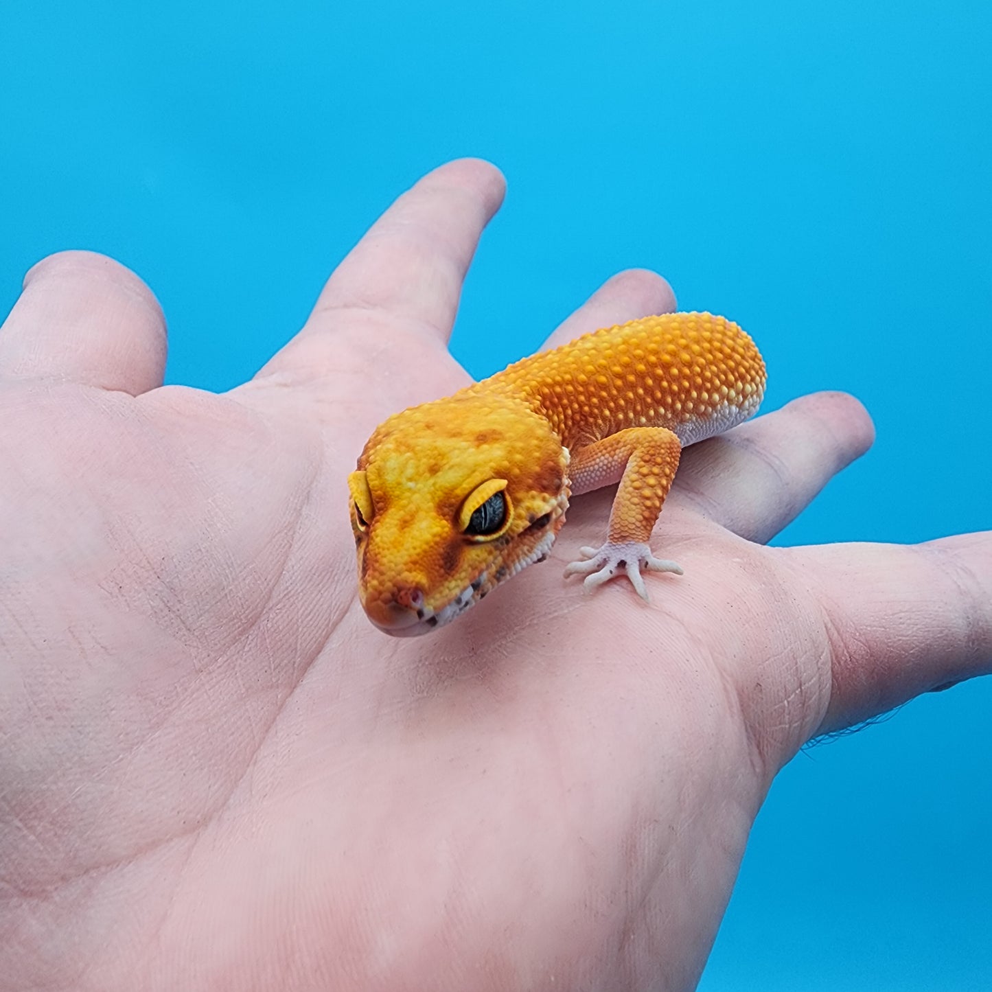 Female Red Diamond Mandarin Inferno Super Hypo