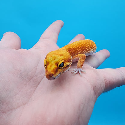 Female Red Diamond Mandarin Inferno Super Hypo