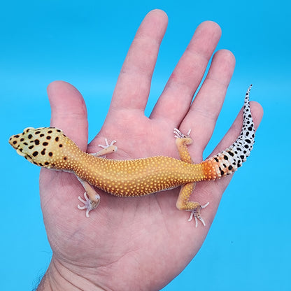 Female Red Diamond Mandarin Inferno Eclipse