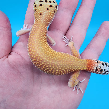 Female Red Diamond Mandarin Inferno Eclipse