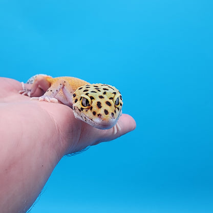 Female Red Diamond Mandarin Inferno Eclipse
