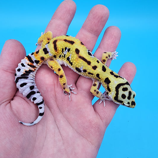 Female Hyper Xanthic Fire Bold Cross 100% Het Tremper Albino