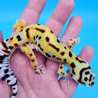 Female Hyper Xanthic Fire Bold Cross 100% Het Tremper Albino