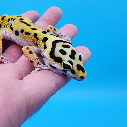 Female Hyper Xanthic Fire Bold Cross 100% Het Tremper Albino