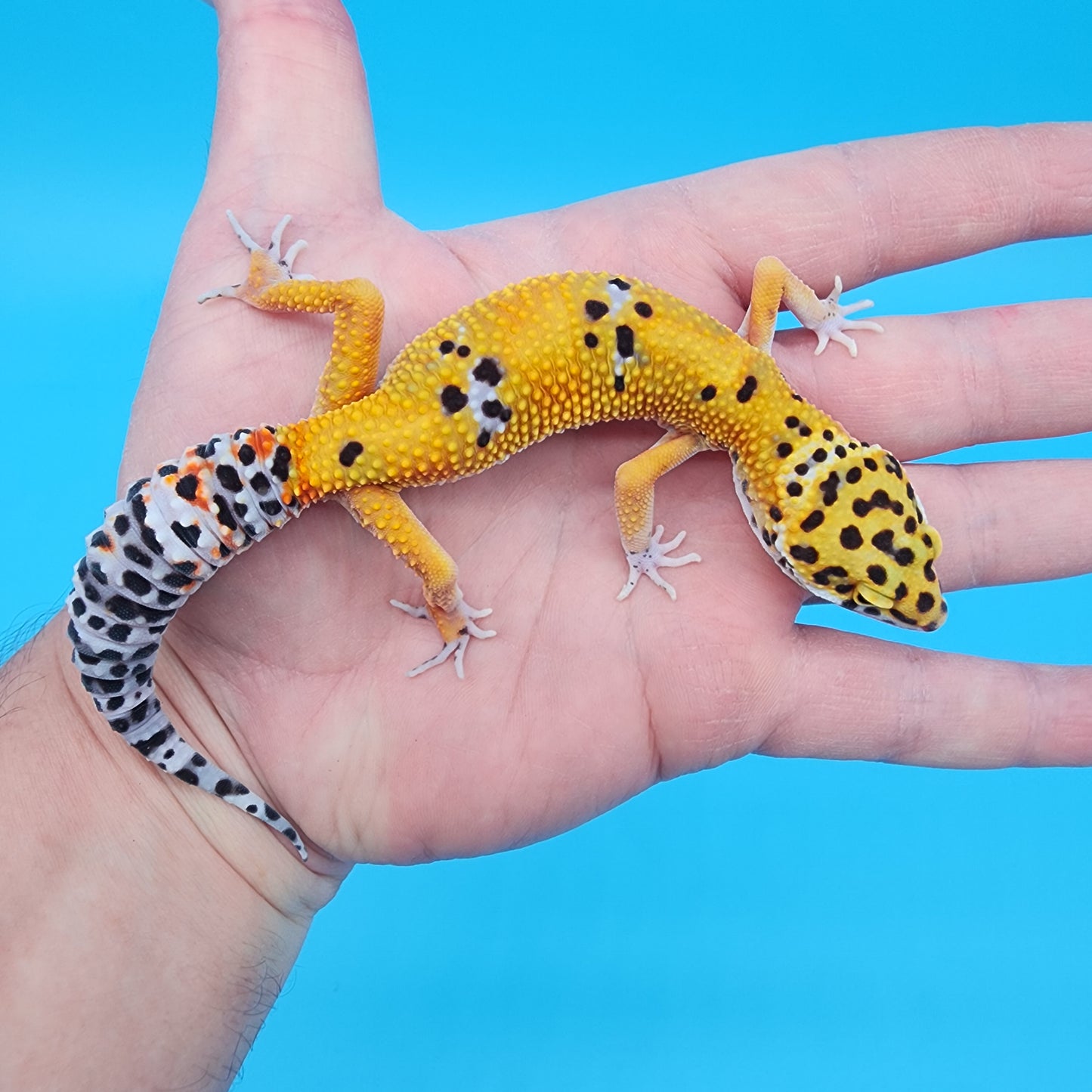Male Giant Blood Emerine pos het Cipher