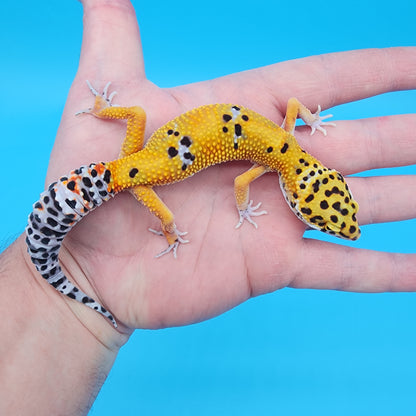 Male Giant Blood Emerine pos het Cipher