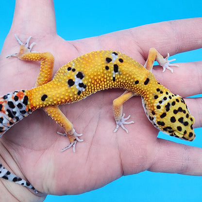 Male Giant Blood Emerine pos het Cipher