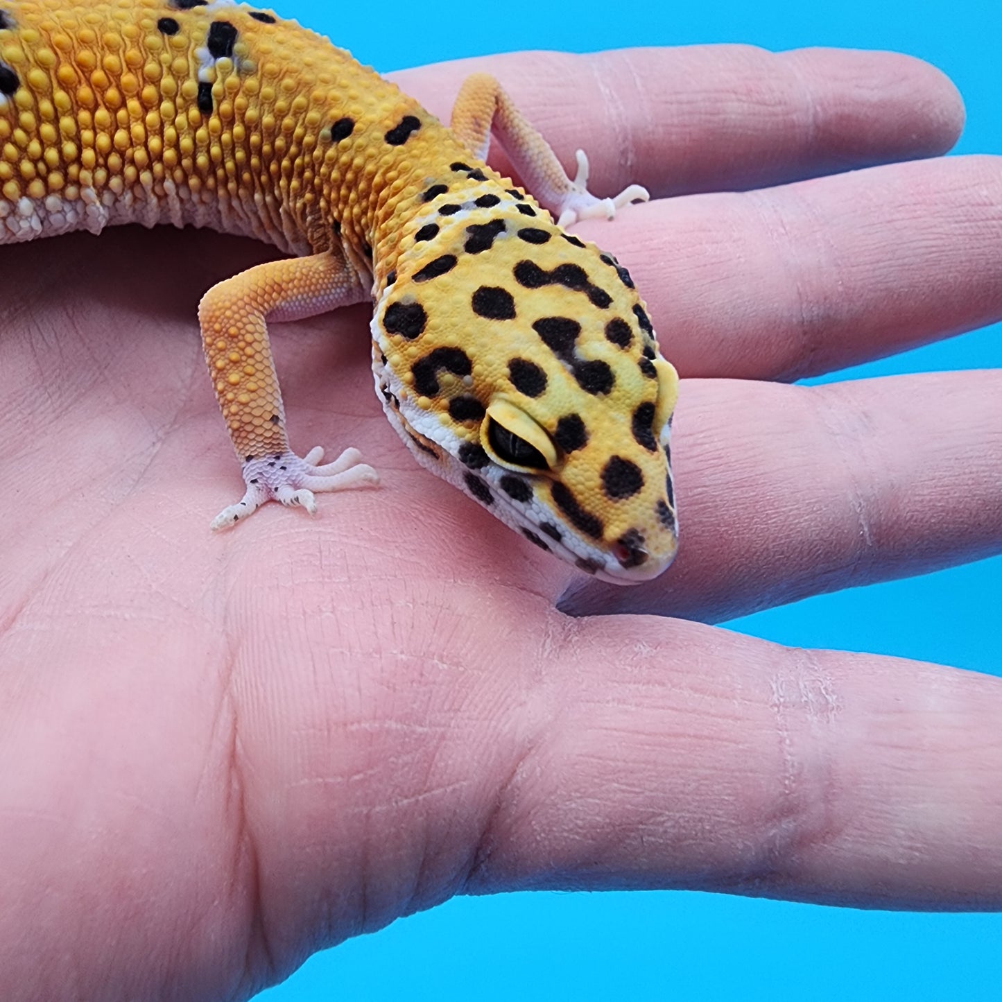 Male Giant Blood Emerine pos het Cipher