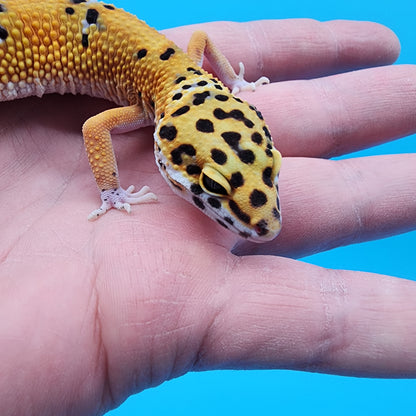 Male Giant Blood Emerine pos het Cipher