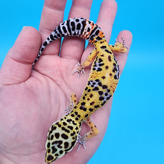 Female Giant Blood Emerine pos het Cipher