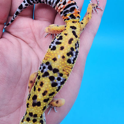 Female Giant Blood Emerine pos het Cipher