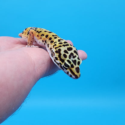 Female Giant Blood Emerine pos het Cipher