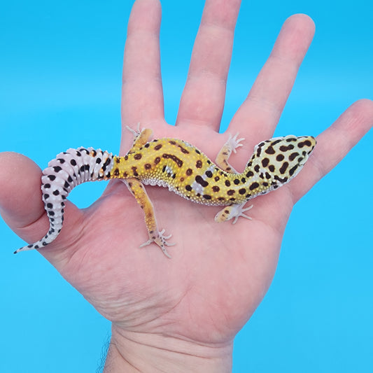 Female Giant Turcmenicus 100% Het Tremper Albino