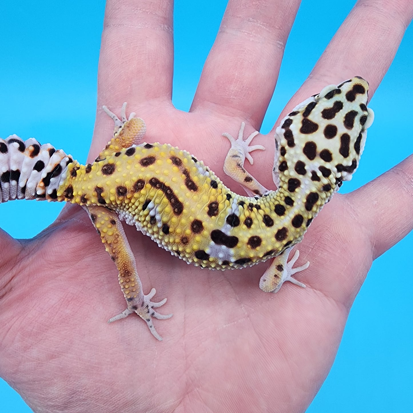 Female Giant Turcmenicus 100% Het Tremper Albino