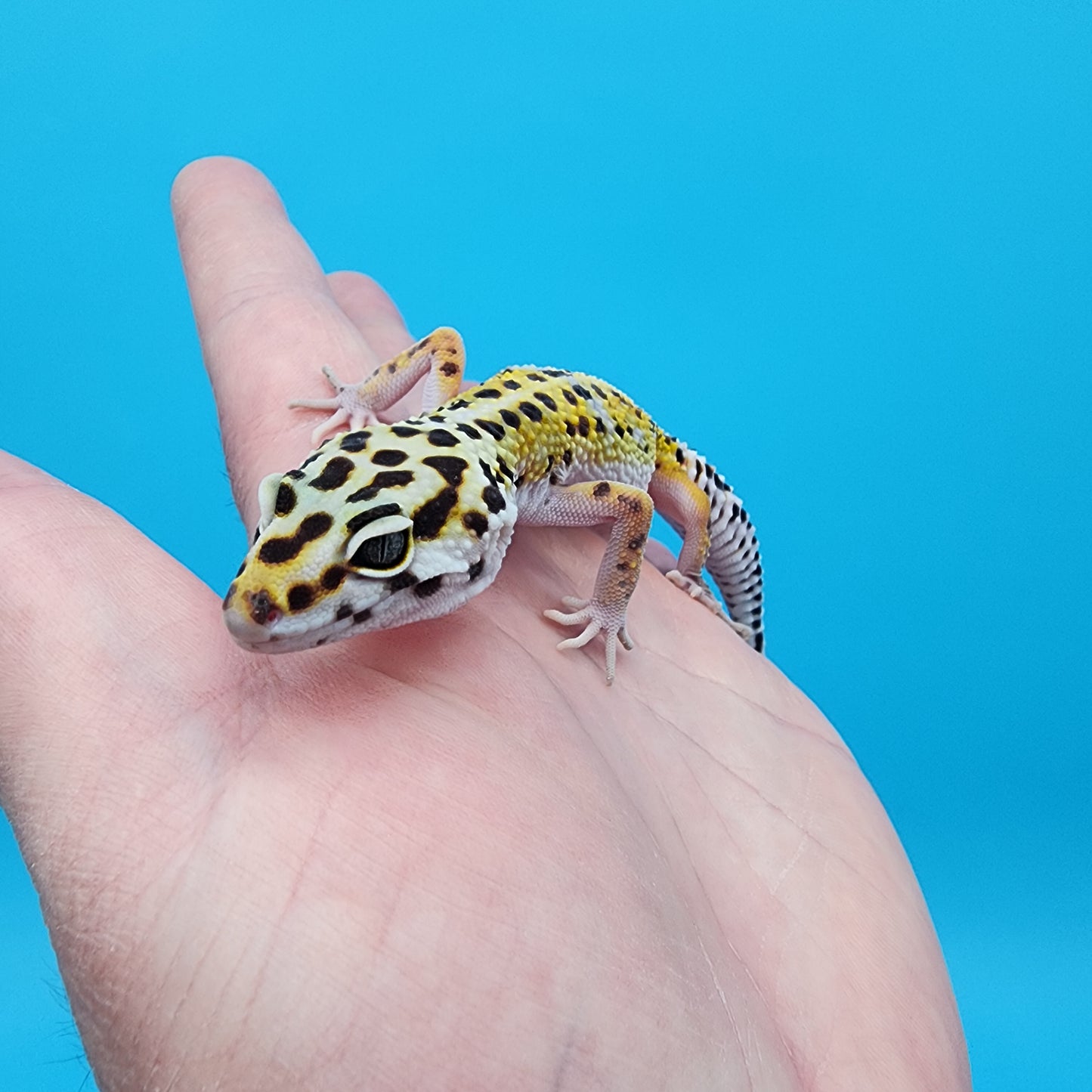 Female Giant Turcmenicus 100% Het Tremper Albino