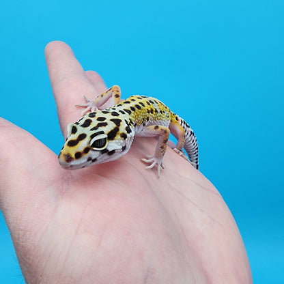 Female Giant Turcmenicus 100% Het Tremper Albino