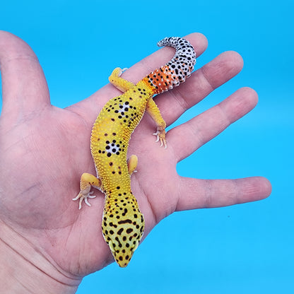 Male Giant Blood Bold