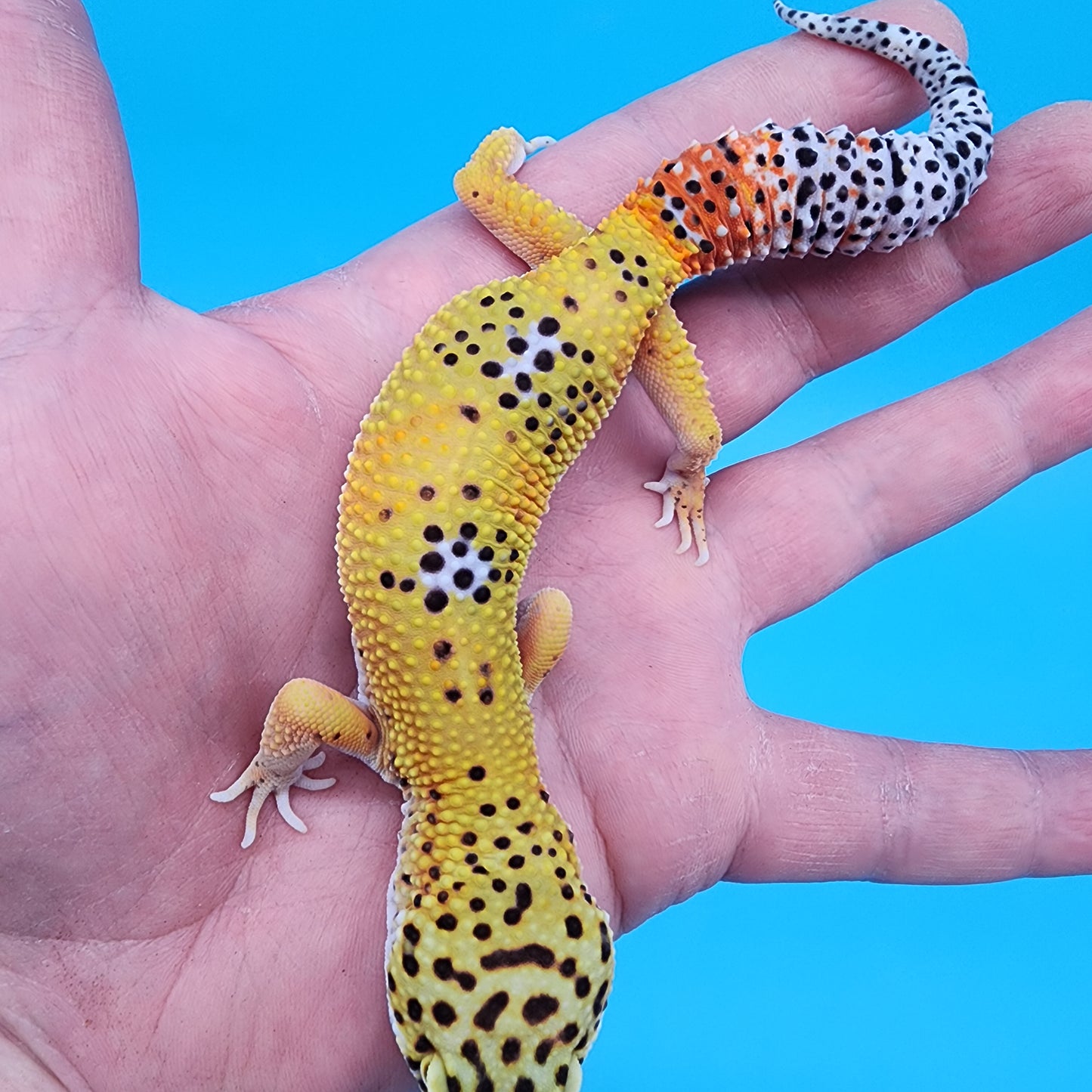 Male Giant Blood Bold