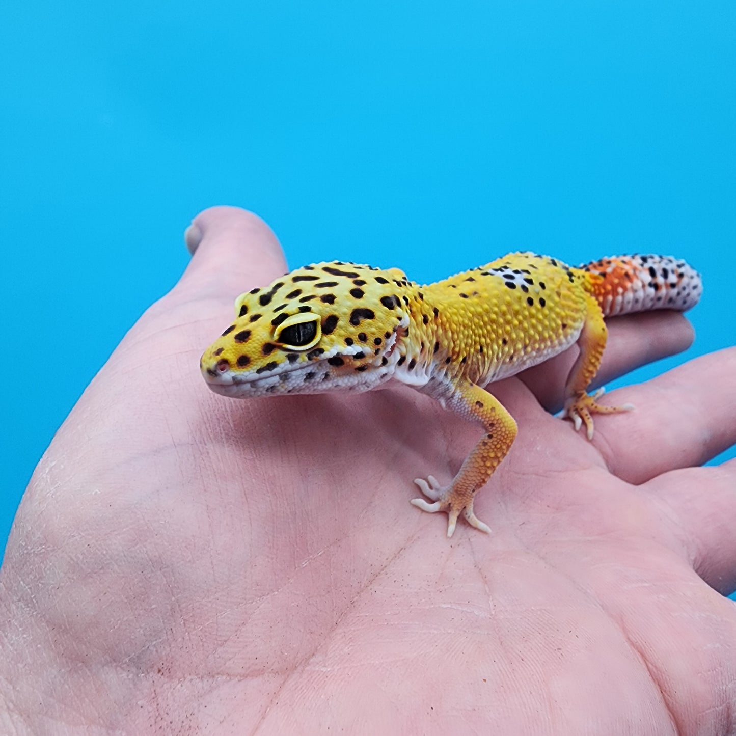Male Giant Blood Bold