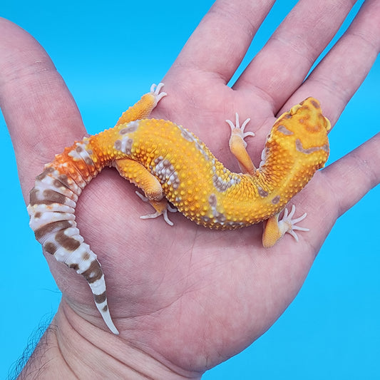 Female Mandarin Inferno Tremper Albino