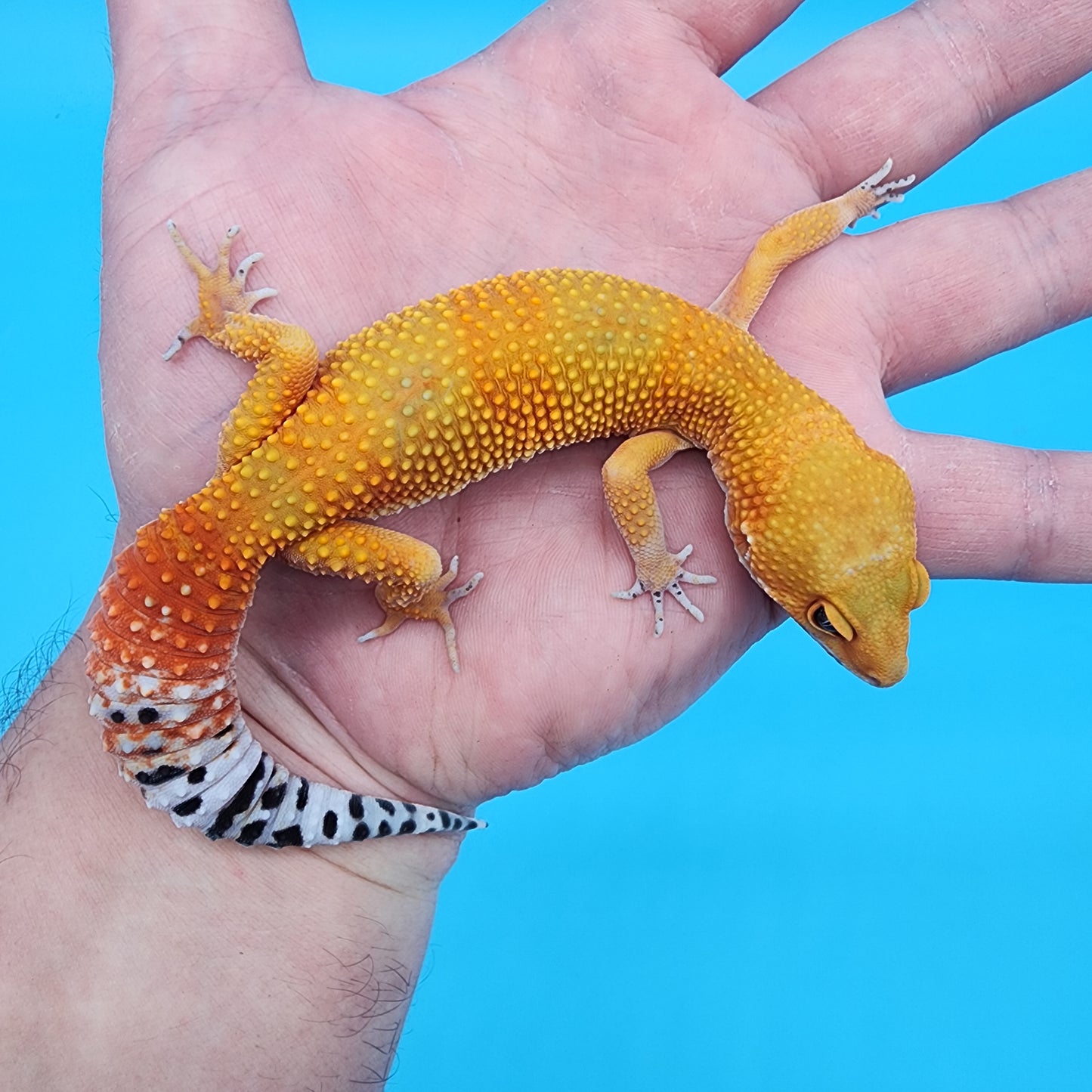 Female Super Giant Super Hypo Blood Emerine