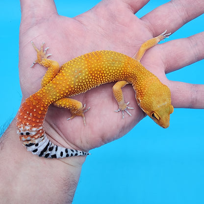 Female Super Giant Super Hypo Blood Emerine
