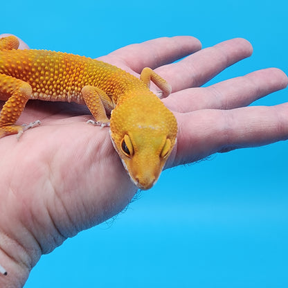 Female Super Giant Super Hypo Blood Emerine