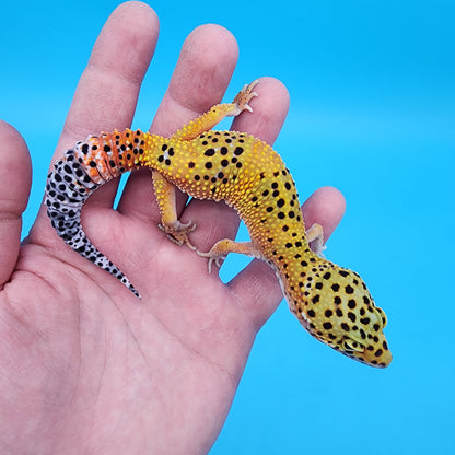 Male Giant Blood Bold Emerine