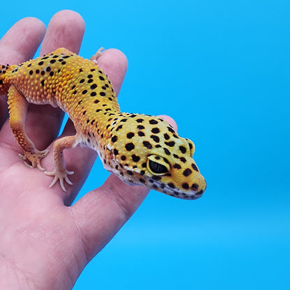 Male Giant Blood Bold Emerine