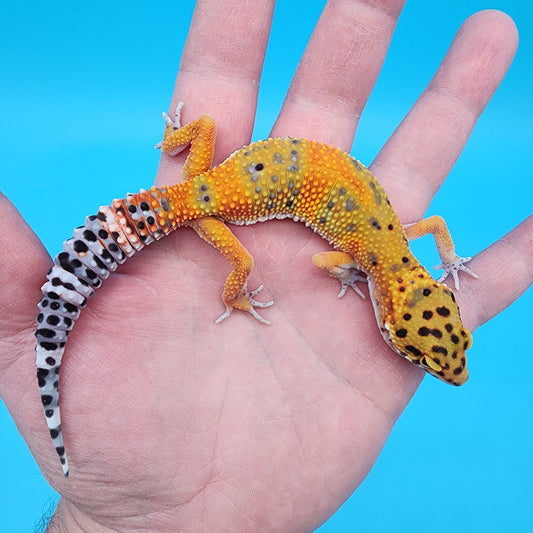 Female Super Giant Mandarin Blood Emerine 100% Het Tremper Albino