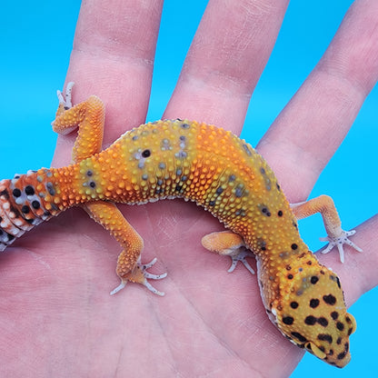 Female Super Giant Mandarin Blood Emerine 100% Het Tremper Albino