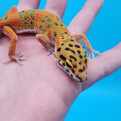 Female Super Giant Mandarin Blood Emerine 100% Het Tremper Albino