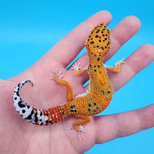 Female Red Diamond Mandarin Inferno Emerine