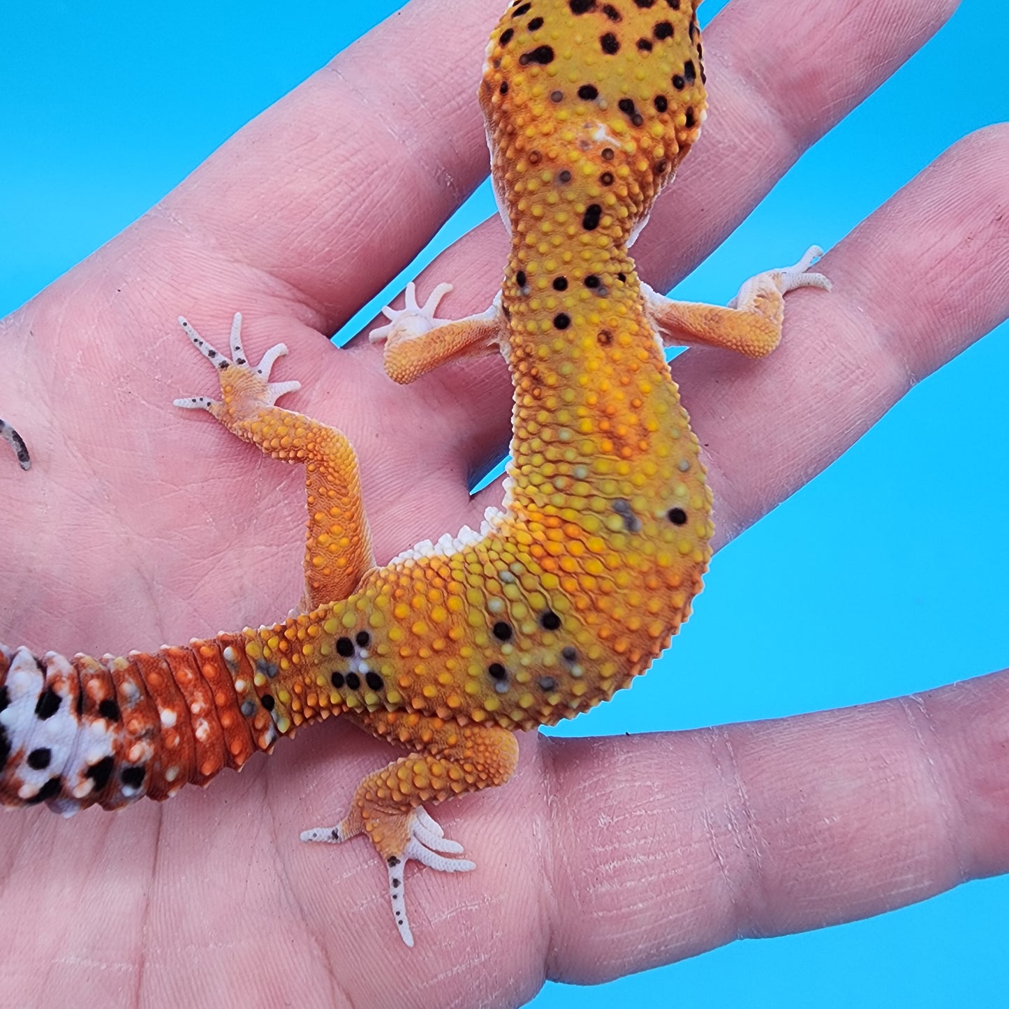 Female Red Diamond Mandarin Inferno Emerine