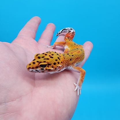 Female Red Diamond Mandarin Inferno Emerine