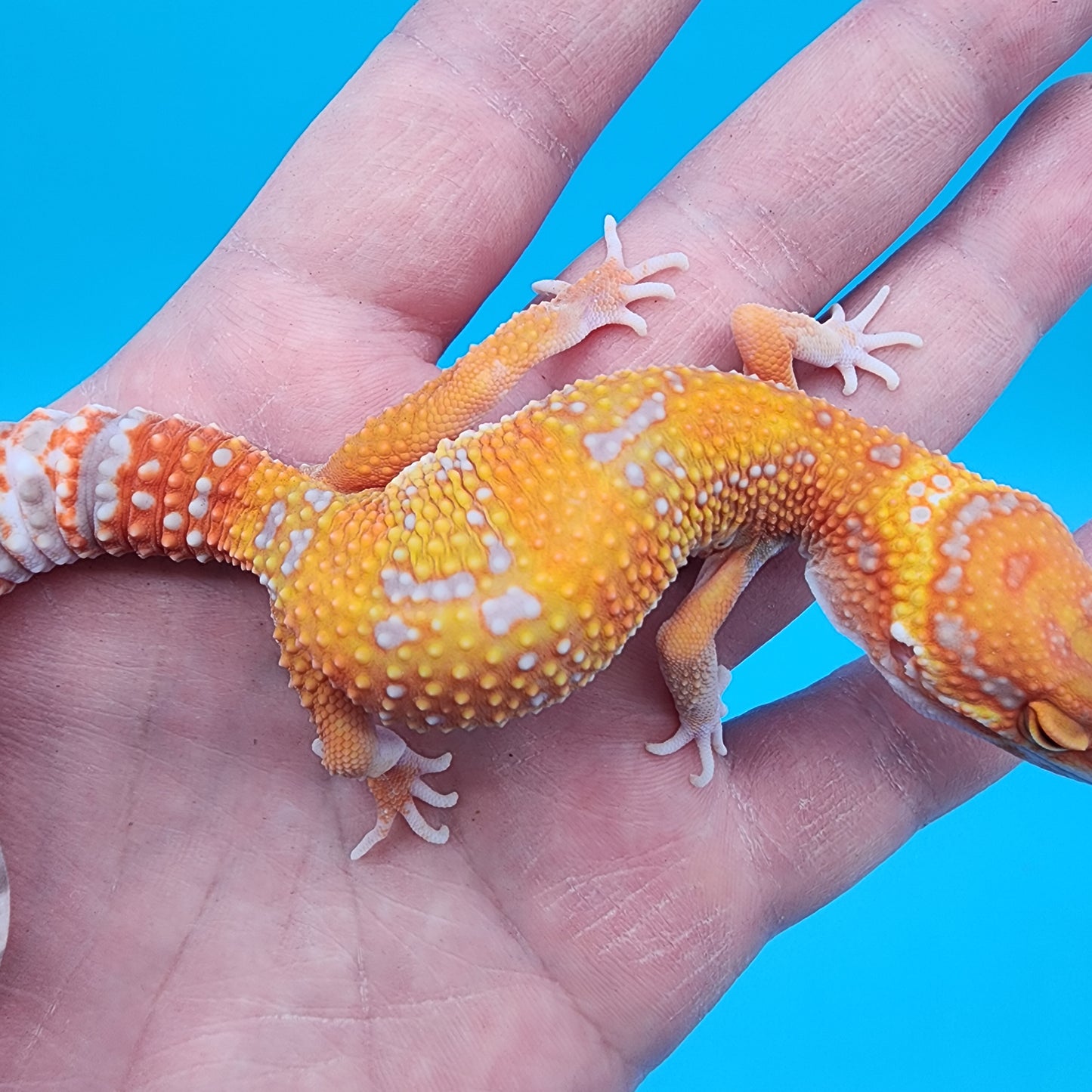 Female Mandarin Inferno Tremper Albino