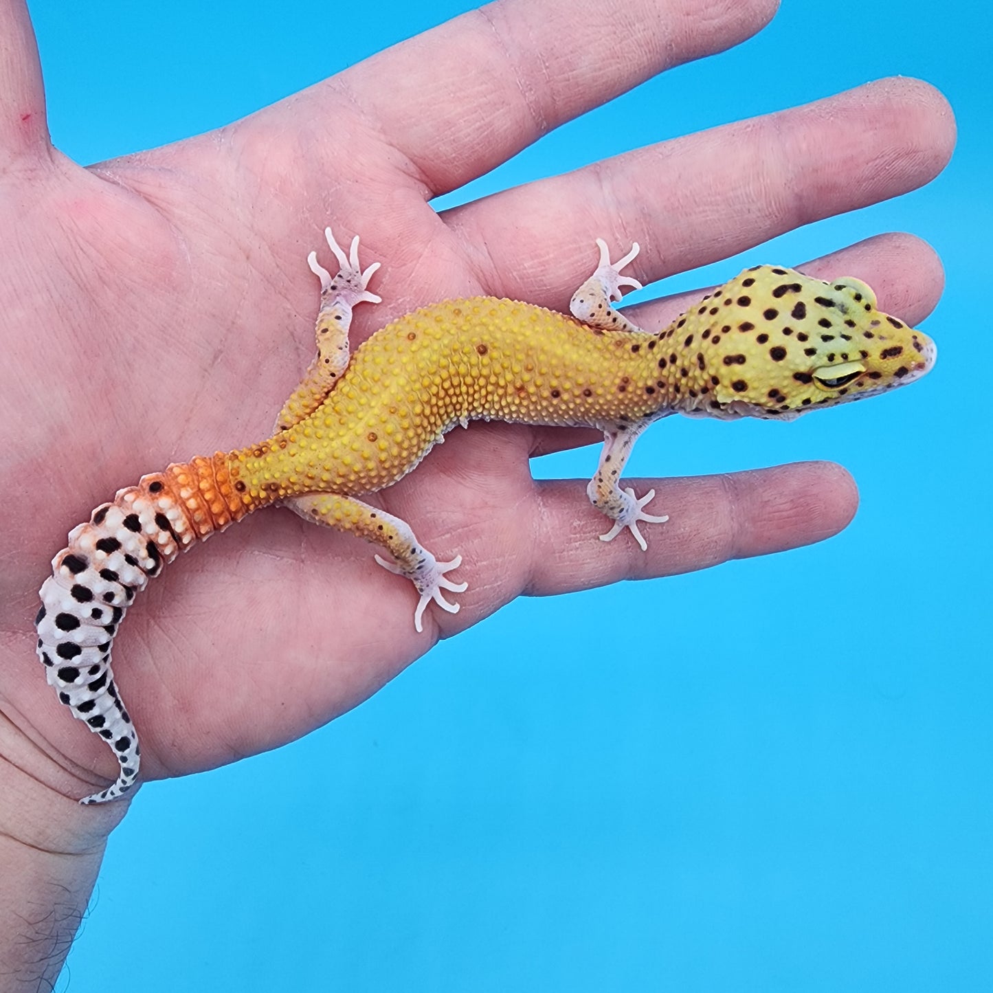 Female Red Diamond Mandarin Inferno Eclipse (Snake Eyes)