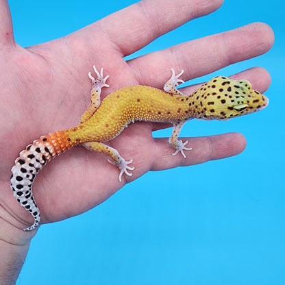 Female Red Diamond Mandarin Inferno Eclipse (Snake Eyes)